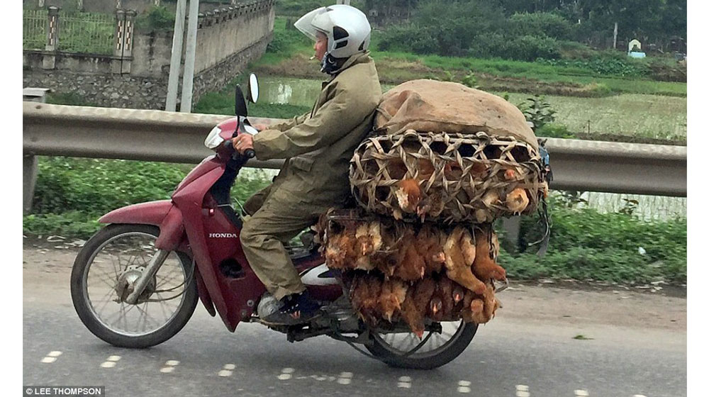 Tây ngỡ ngàng với xe máy ở Việt Nam