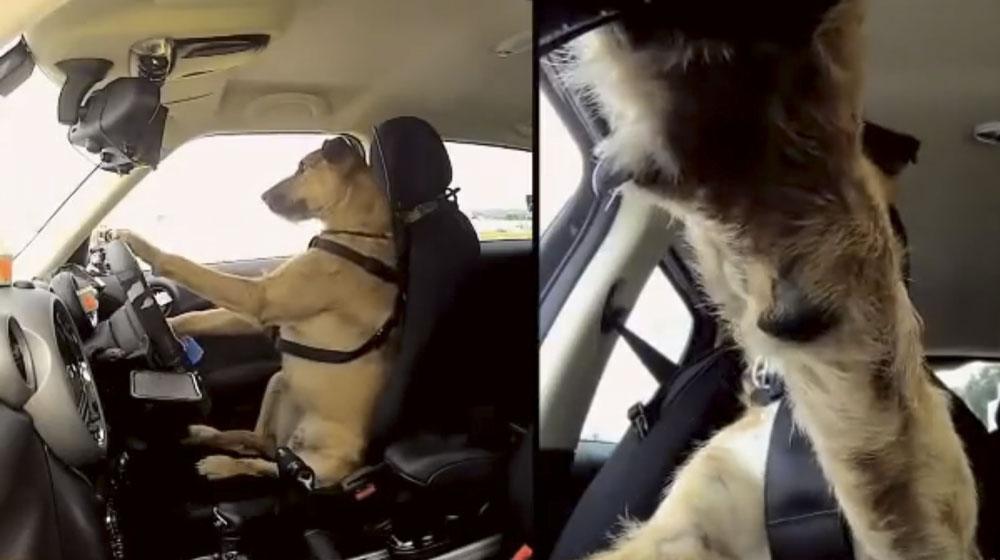 Chuyện thật: Chó lái xe